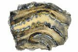 Mammoth Molar Slice with Case - South Carolina #165079-1